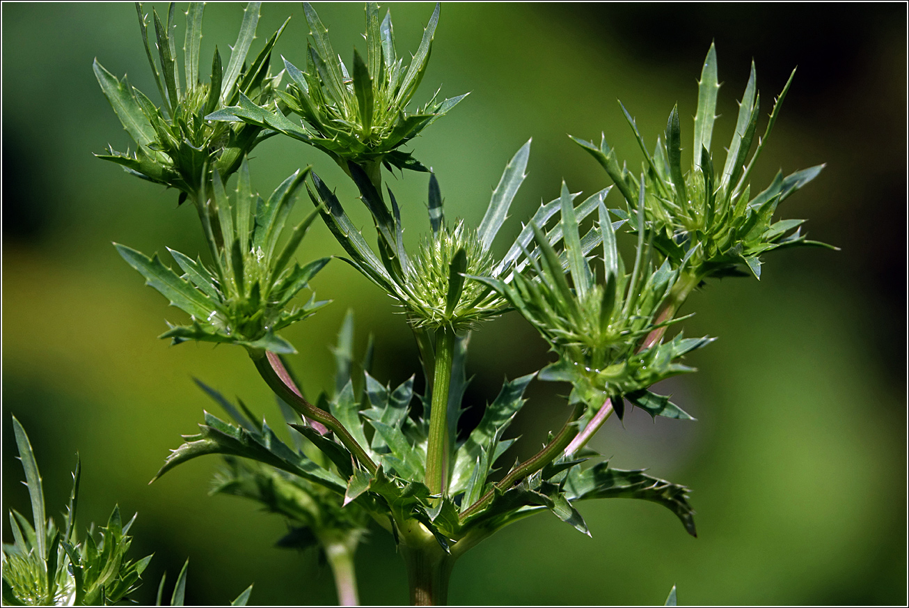 Изображение особи Eryngium planum.