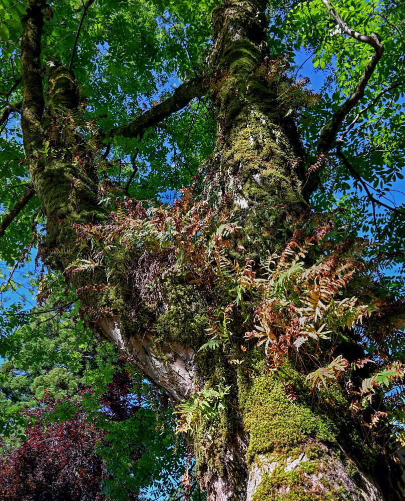 Image of Polypodium cambricum specimen.