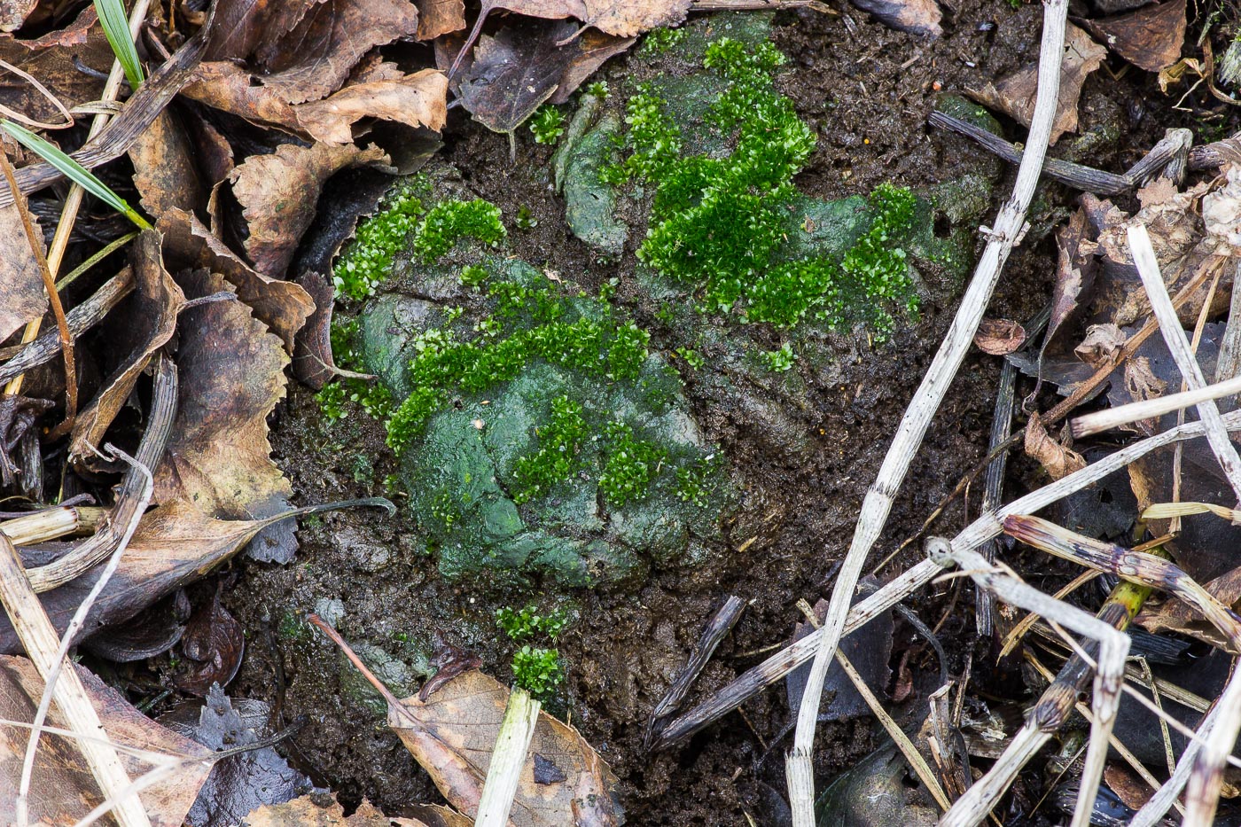 Image of genus Splachnum specimen.