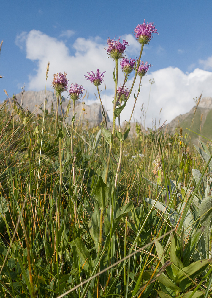 Image of Erigeron venustus specimen.