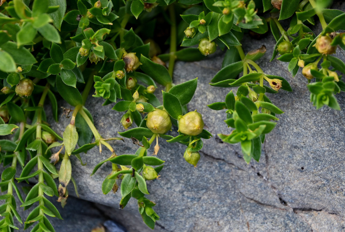 Image of Honckenya peploides ssp. major specimen.