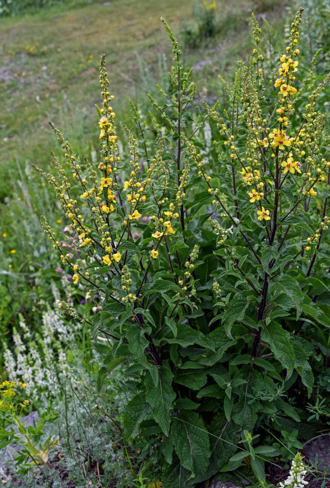 Изображение особи Verbascum marschallianum.