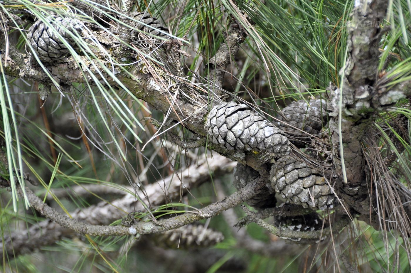 Изображение особи род Pinus.