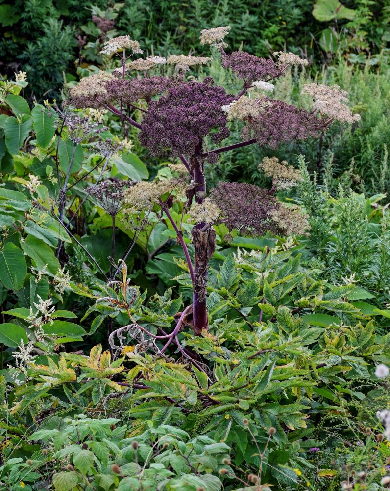 Image of Angelica ursina specimen.