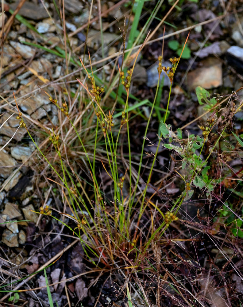 Изображение особи Juncus filiformis.