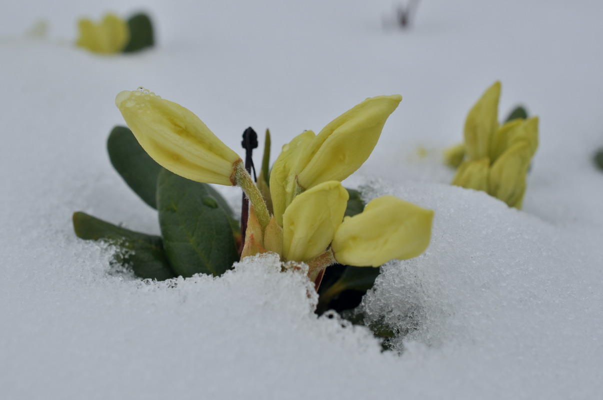 Изображение особи Rhododendron aureum.