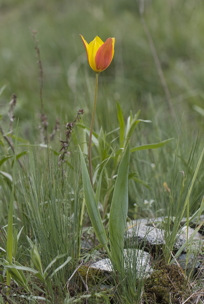 Image of Tulipa zenaidae specimen.