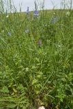 Veronica teucrium