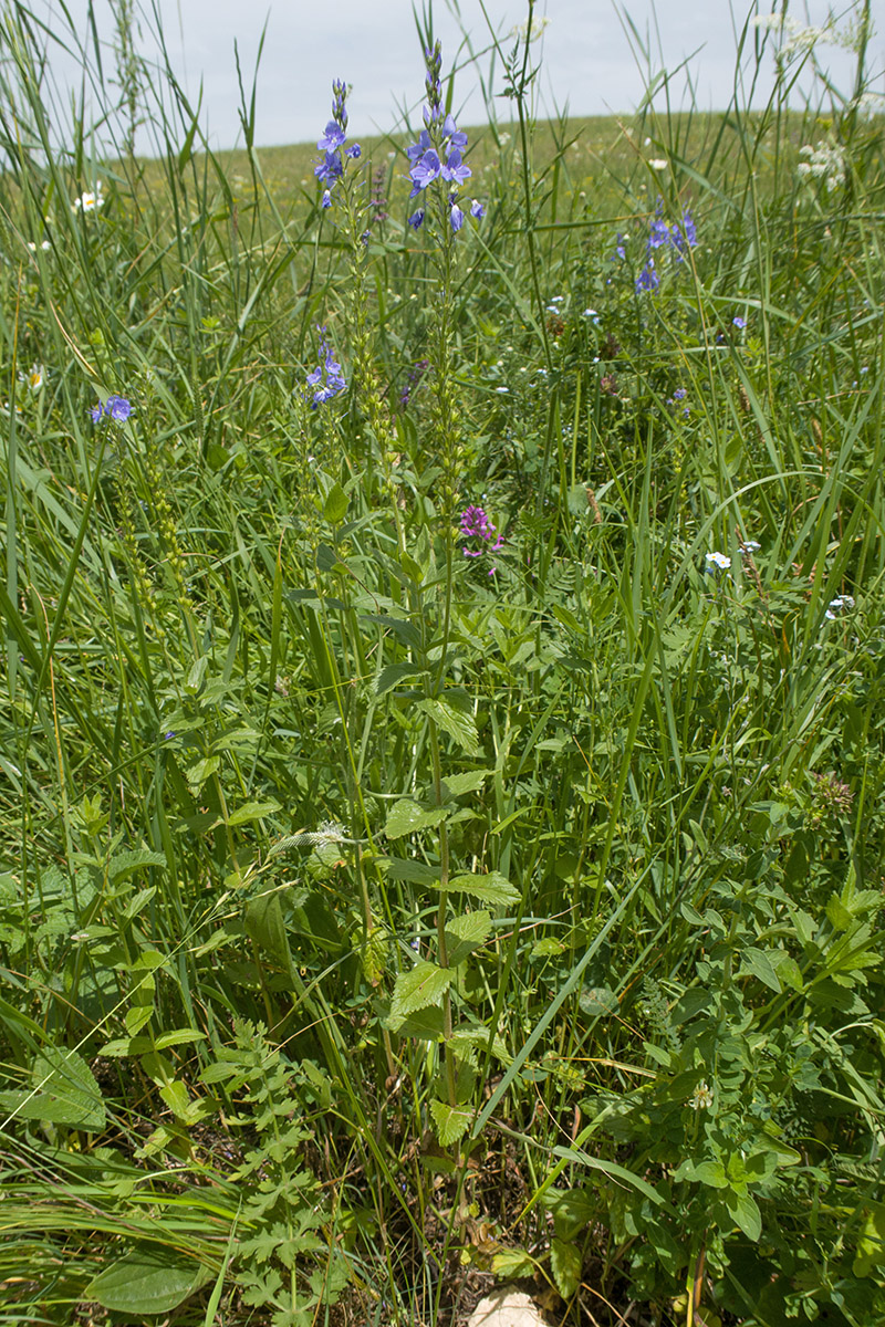 Изображение особи Veronica teucrium.