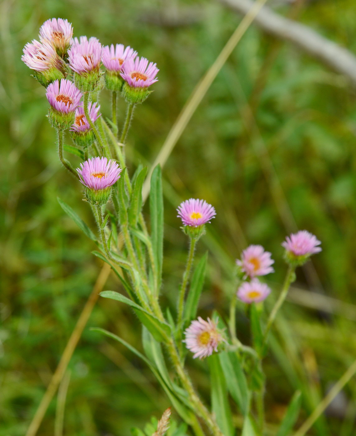 Изображение особи род Erigeron.