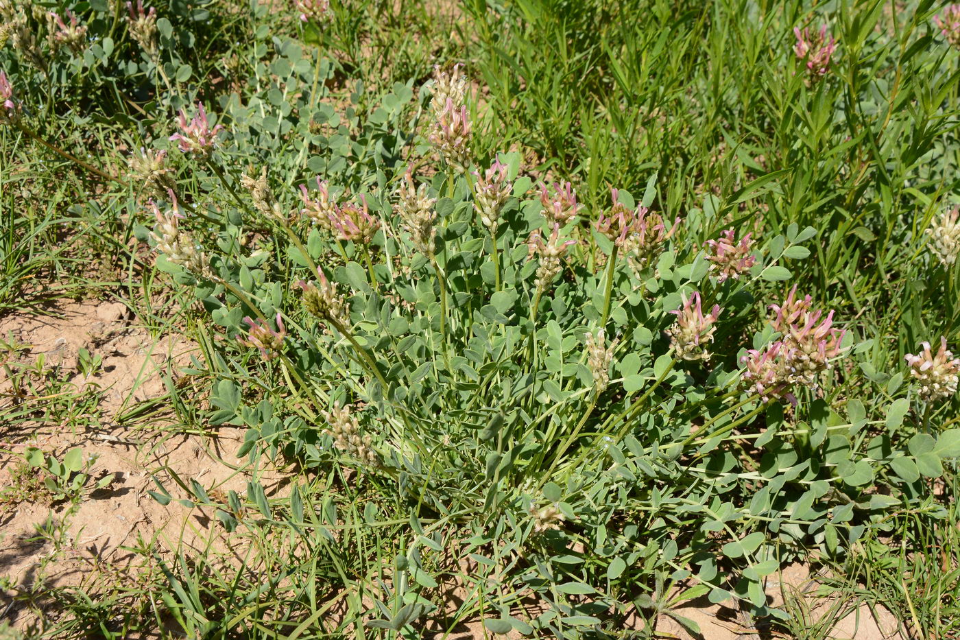 Изображение особи Astragalus platyphyllus.