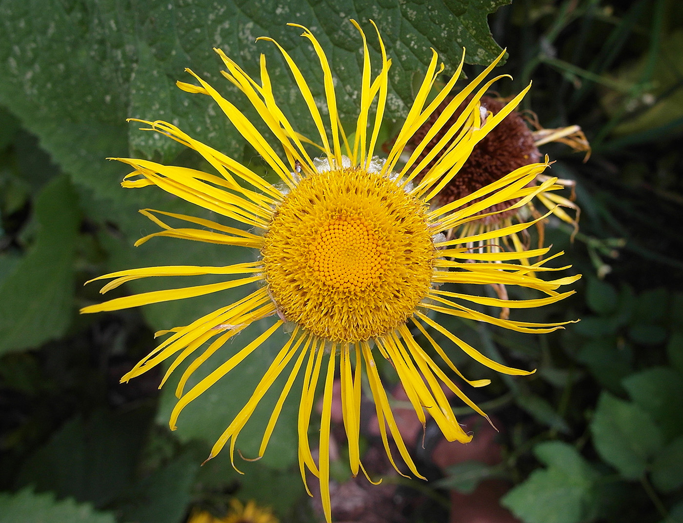 Image of Telekia speciosa specimen.