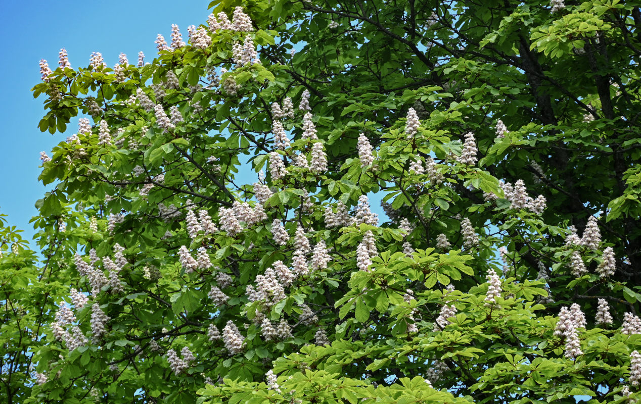 Изображение особи Aesculus hippocastanum.