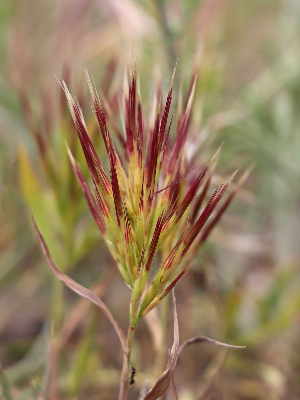 Image of Boissiera squarrosa specimen.