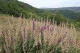 Salvia tesquicola