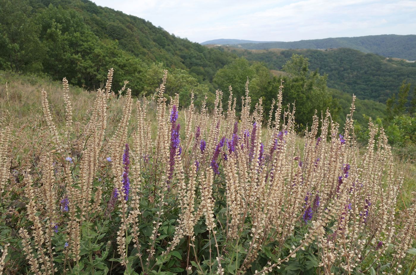 Изображение особи Salvia tesquicola.