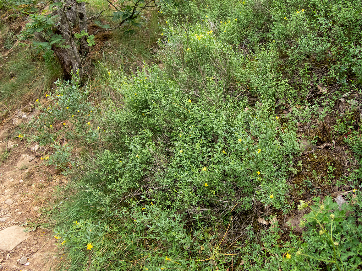 Image of Jasminum fruticans specimen.