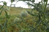 Cirsium polonicum