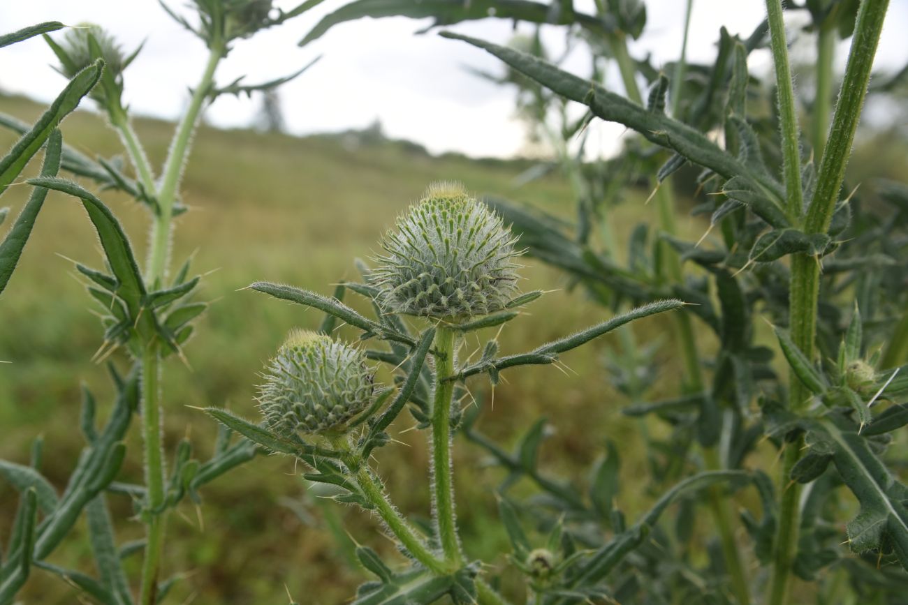 Изображение особи Cirsium polonicum.