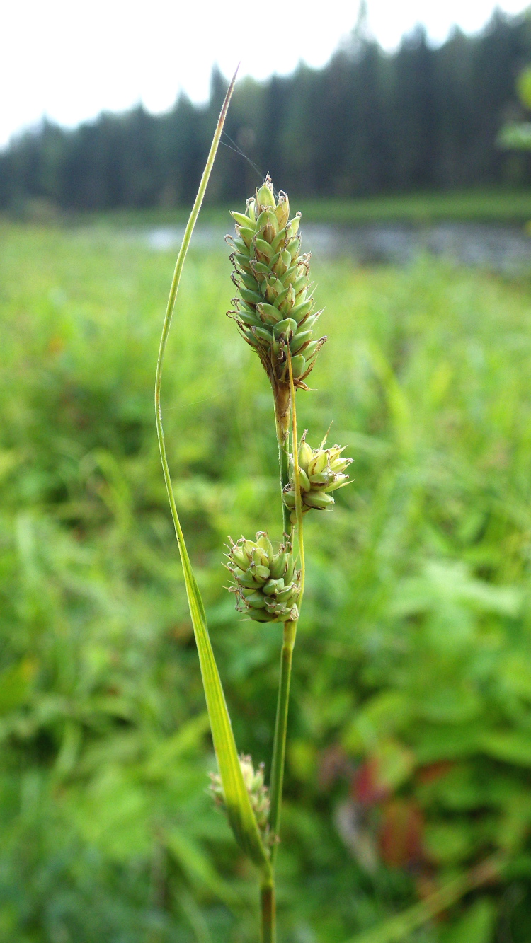 Image of Carex buxbaumii specimen.