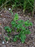 Sonchus oleraceus