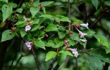 Abelia uniflora. Верхушка ветви с соцветиями. Китай, провинция Хунань, национальный парк \"Чжанцзяцзе\", смешанный лес. 07.06.2024.