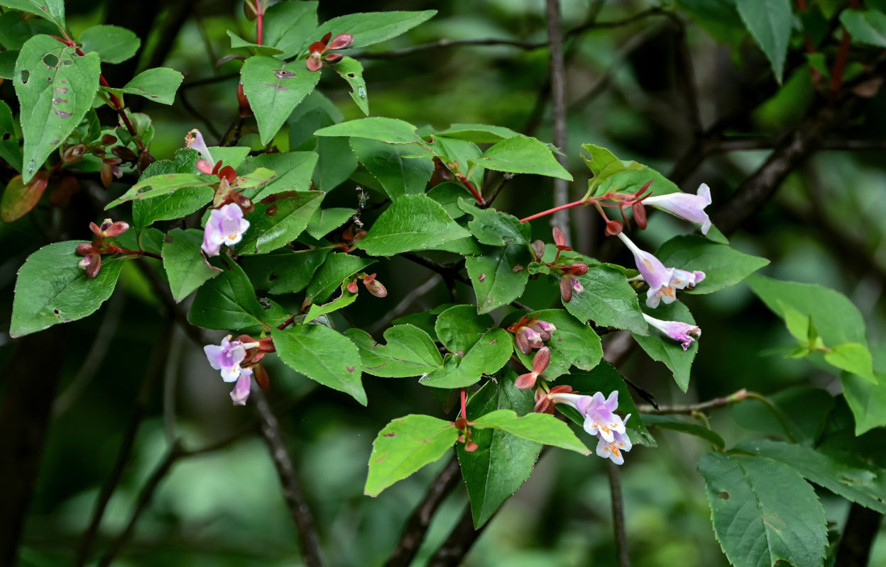 Image of Abelia uniflora specimen.