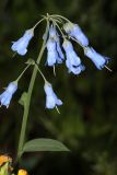 Mertensia sibirica. Соцветие. Томская обл., г. Томск, Сибирский ботанический сад Томского государственного университета, в культуре. 15.06.2024.