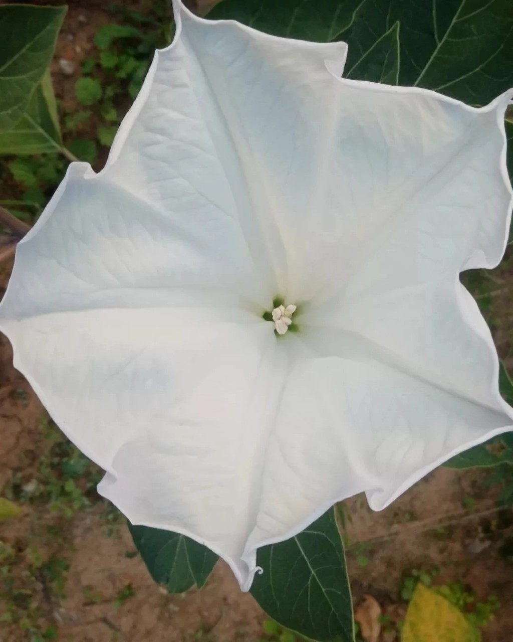 Изображение особи Datura wrightii.