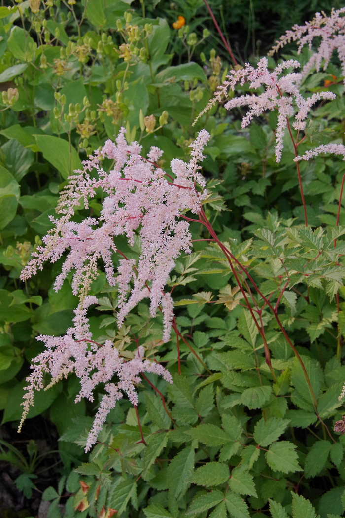 Изображение особи Astilbe thunbergii.