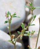 Смотреть изображение Chaenorhinum minus