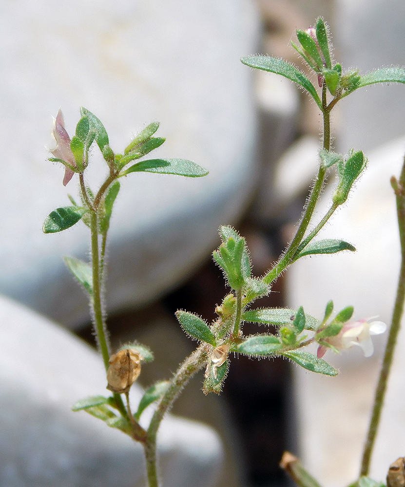 Image of Chaenorhinum minus specimen.