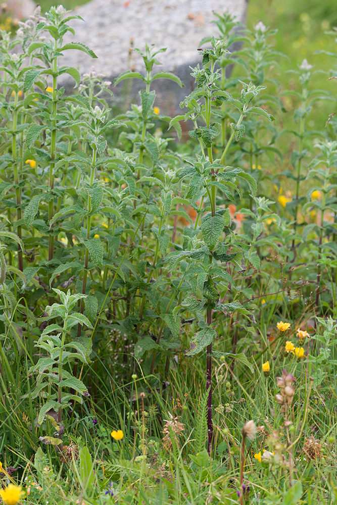 Image of Mentha longifolia specimen.