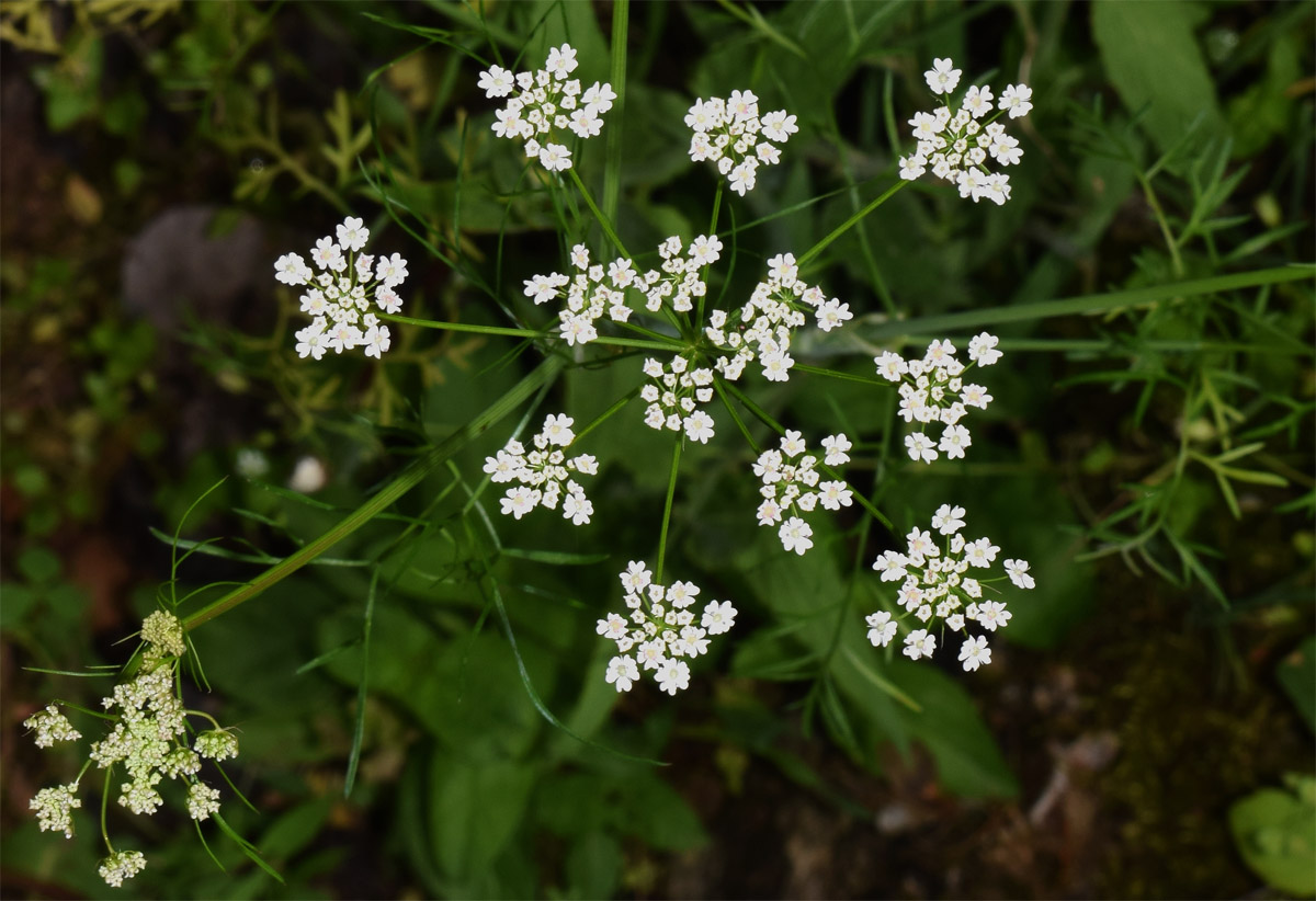 Image of Bunium intermedium specimen.