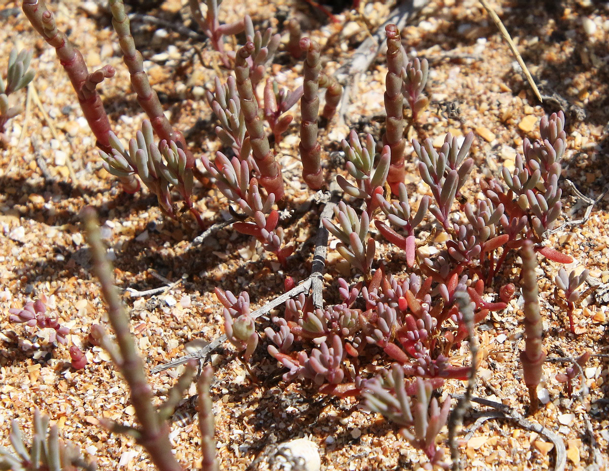 Image of Suaeda prostrata specimen.