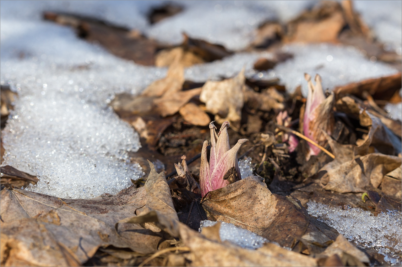 Изображение особи Petasites hybridus.