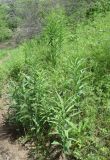 Смотреть изображение Polygonatum sewerzowii
