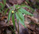 View full-size image Anemone ranunculoides
