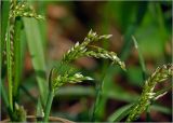 View full-size image Hierochloe odorata