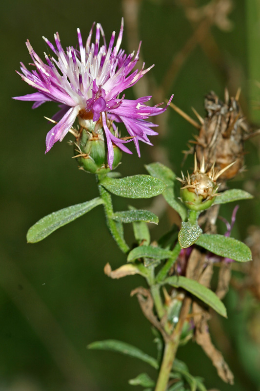 Изображение особи Centaurea iberica.