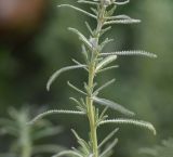 View full-size image Achillea wilhelmsii