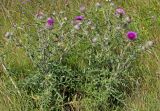 Смотреть изображение Cirsium laniflorum