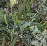 View full-size image genus Astragalus