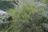 View full-size image Rhamnus erythroxyloides
