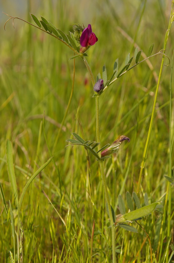 Image of Vicia amphicarpa specimen.