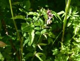 View full-size image Vicia sepium