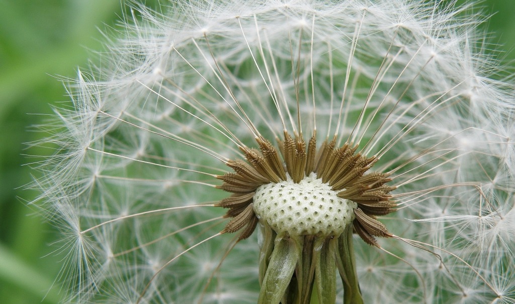 Image of Taraxacum kjellmanii specimen.