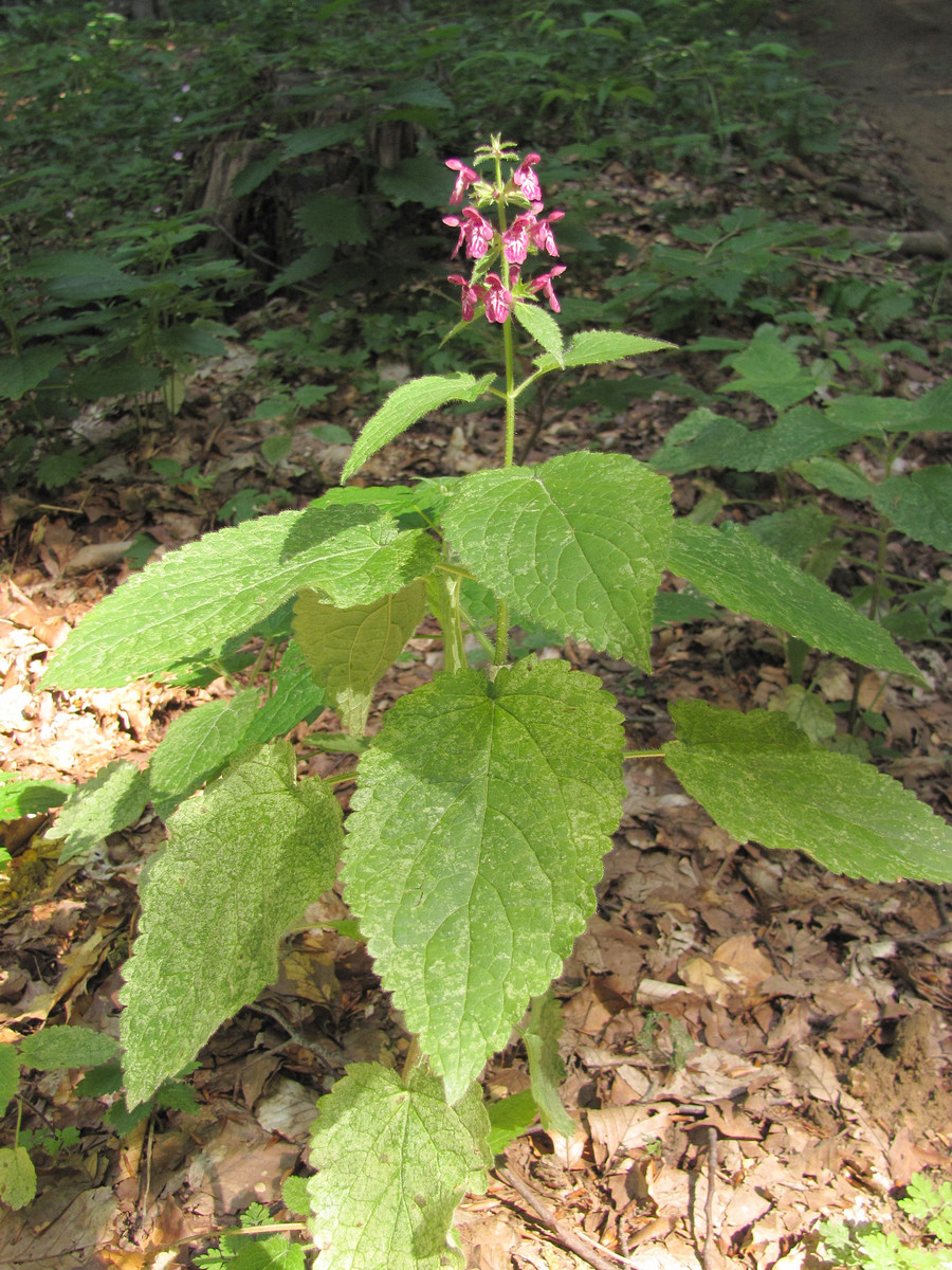 Изображение особи Stachys sylvatica.