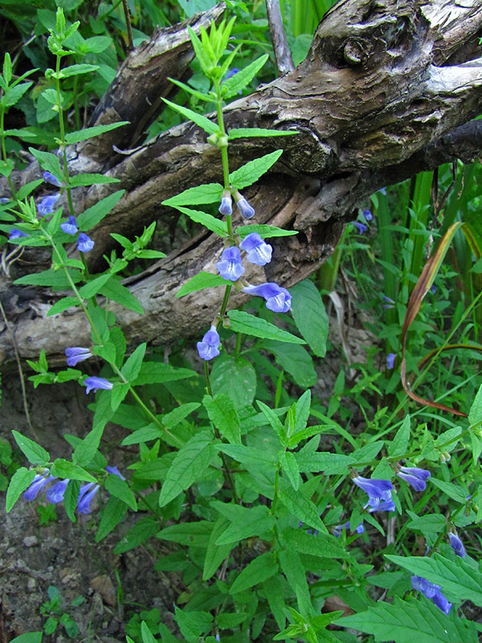 Image of Scutellaria galericulata specimen.