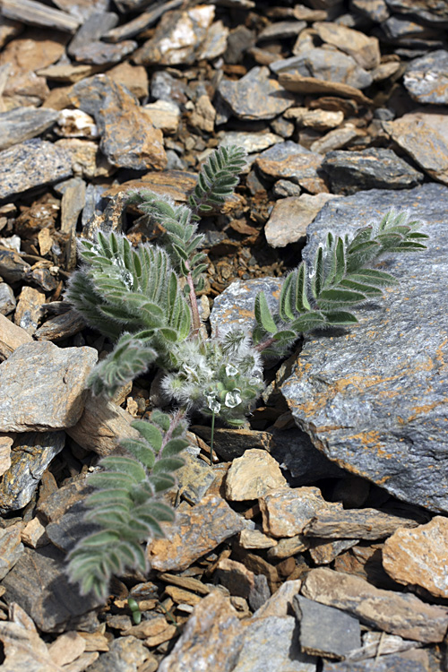 Изображение особи род Astragalus.